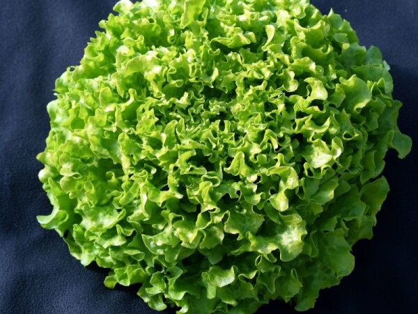 Menthole sjeme salate