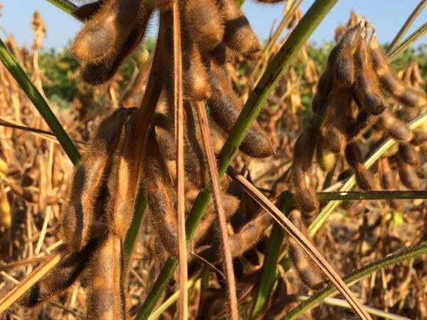 ES Mentor - Sorta soje u našoj ponudi