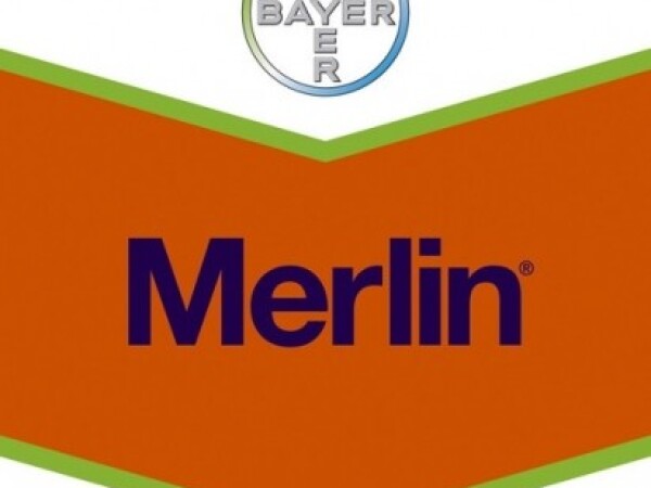 Merlin