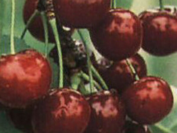 Višnja -  Meteor - sadnice