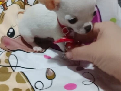 MINI ČIVAVE