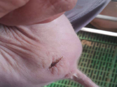 MINWEL,higijenski prah za životinje, prah koji zacjeljuje rane i opekline