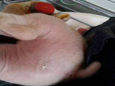 MINWEL,higijenski prah za životinje, prah koji zacjeljuje rane i opekline