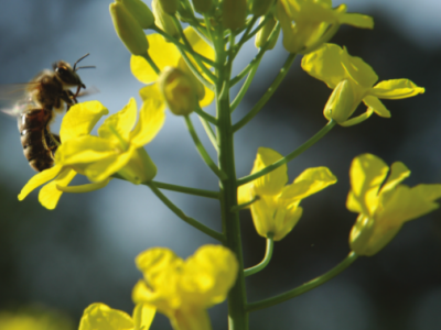 Miranda - Uljana repica Mass seeds