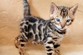 MMaestro_bengal macici