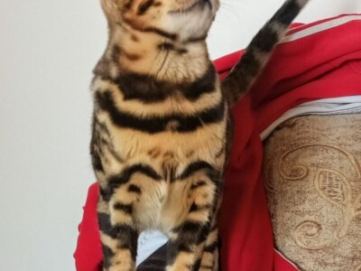 MMaestro_bengal macici
