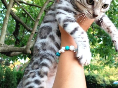 MMaestro_bengal macici