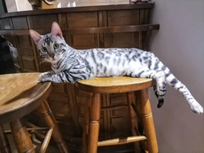 MMaestro_bengal macici
