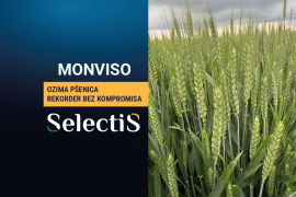 MONVISO - ozima pšenica