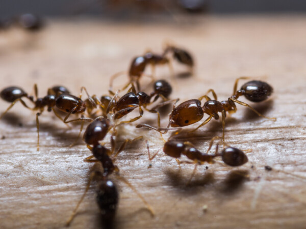 EC gel protiv mrava uništava cijelu koloniju!