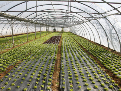 Sotrafa - crna mulch folija