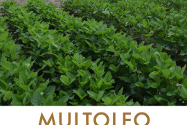 MULTOLEO - aktivator efikasnije ishrane biljaka borom