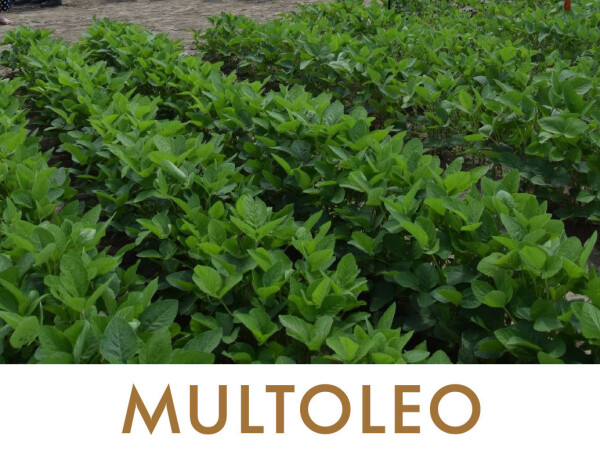 MULTOLEO - aktivator efikasnije ishrane biljaka borom