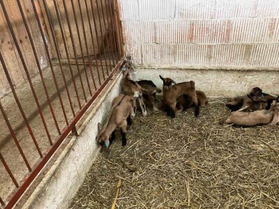 Muška jarad sisančad na prodaju