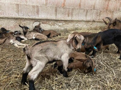 Muška jarad sisančad na prodaju