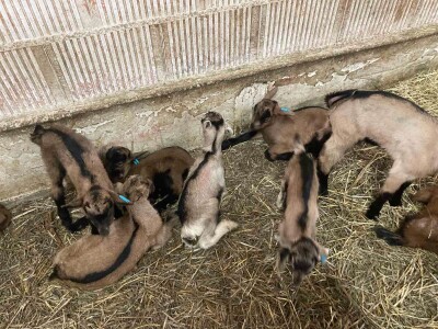 Muška jarad sisančad na prodaju