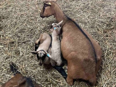 Muška jarad sisančad na prodaju