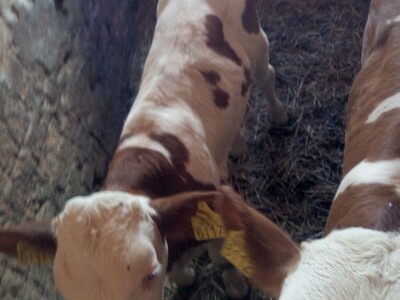 Muška telad simentalske rase