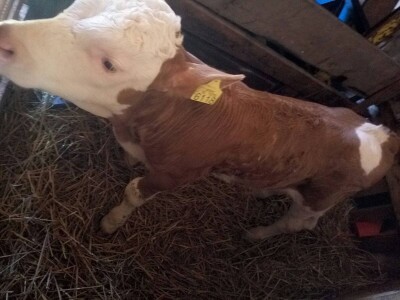 Muška telad simentalske rase