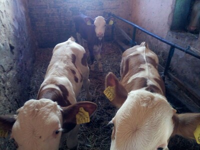 Muška telad simentalske rase