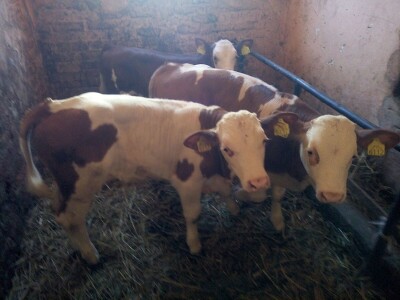 Muška telad simentalske rase