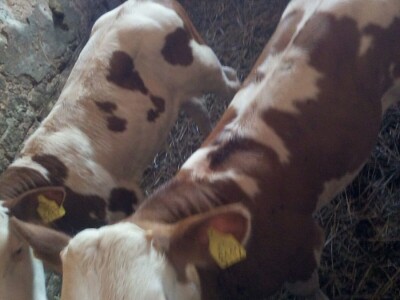 Muška telad simentalske rase