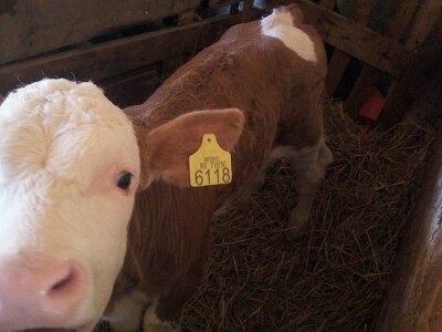 Muška telad simentalske rase