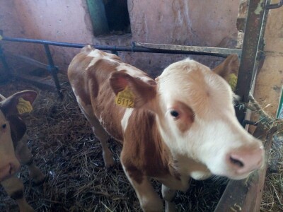 Muška telad simentalske rase