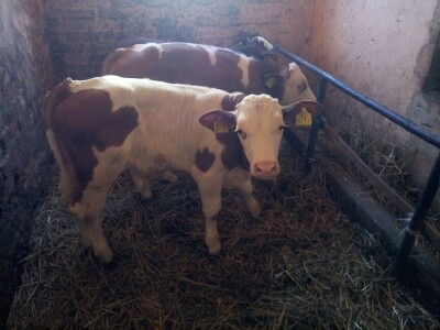 Muška telad simentalske rase