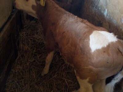 Muška telad simentalske rase