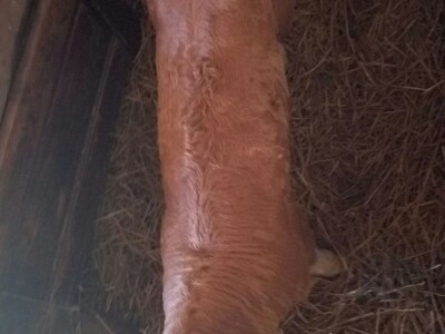 Muška telad simentalske rase