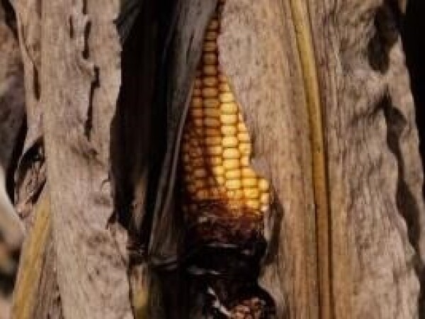 Mycosorb A+: Alltechov vezač mikotoksina