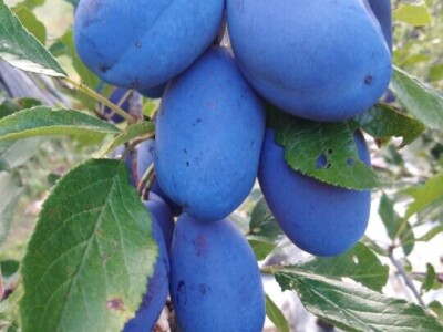 Na prodaju domaća rakija