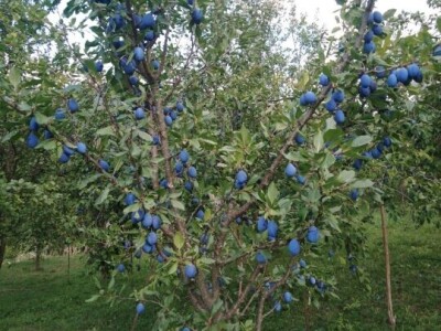 Na prodaju domaća rakija