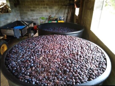 Na prodaju domaća rakija