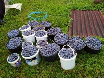 Na prodaju domaća rakija