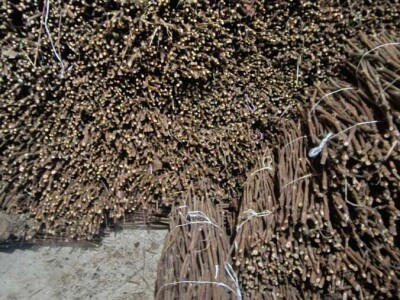 Isečena Loza 1 KLASE za Kalemljenje (Kober BB)