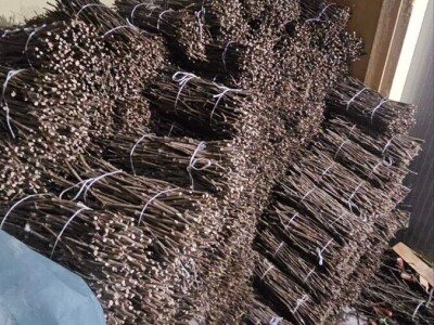 Isečena Loza 1 KLASE za Kalemljenje (Kober BB)