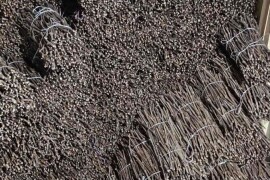 Isečena Loza 1 KLASE za Kalemljenje (Kober BB)