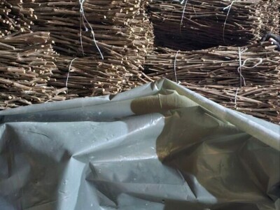 Isečena Loza 1 KLASE za Kalemljenje (Kober BB)