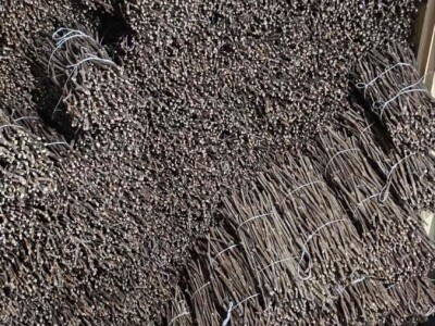 Isečena Loza 1 KLASE za Kalemljenje (Kober BB)