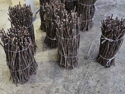 Isečena Loza 1 KLASE za Kalemljenje (Kober BB)