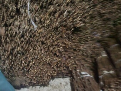 Isečena Loza 1 KLASE za Kalemljenje (Kober BB)