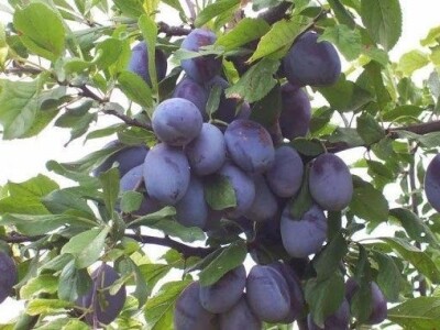 Na prodaju rakija od sljive, dunje i kajsije tel.0612844279