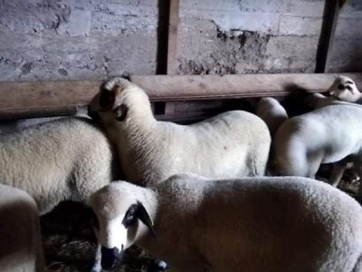 Na prodaju sjenički umatičeni janjci