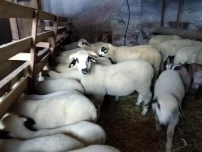 Na prodaju sjenički umatičeni janjci