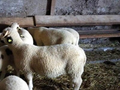 Na prodaju sjenički umatičeni janjci