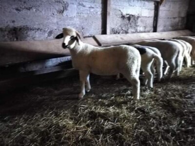 Na prodaju sjenički umatičeni janjci