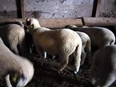 Na prodaju sjenički umatičeni janjci