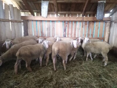 NA PRODAJU STADO UMATICENIH OVACA VIRTEMBERG